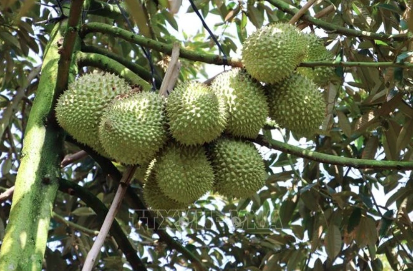 Vietnam's durian dominates fruit exports, outpacing dragon fruit